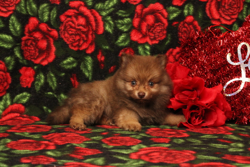 puppy, for, sale, Pomeranian, Matthew B. Stoltzfus, dog, breeder, Gap, PA, dog-breeder, puppy-for-sale, forsale, nearby, find, puppyfind, locator, puppylocator, aca